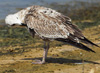 Larus armenicus